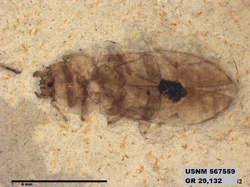 Insecta