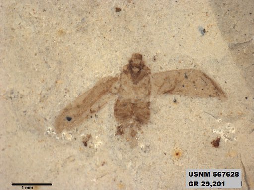 Genus sp