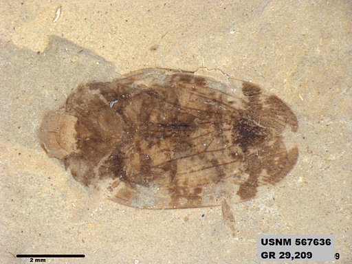 Genus sp
