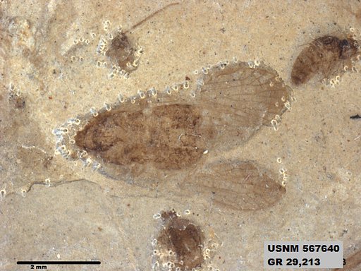 Genus sp