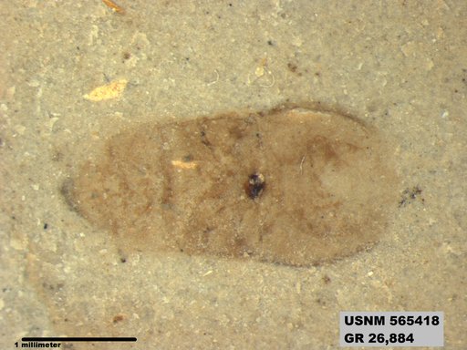 Genus sp