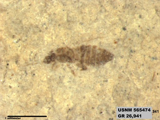 Insecta
