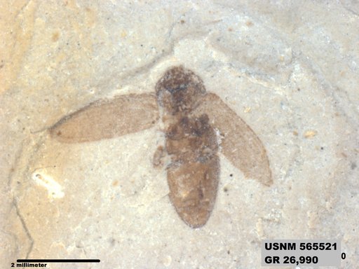 Insecta