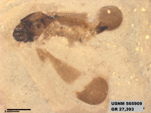 Genus sp