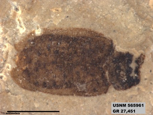 Genus sp