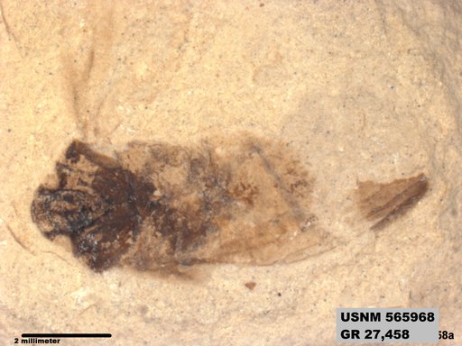 Genus sp