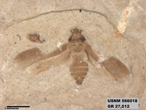 Genus sp