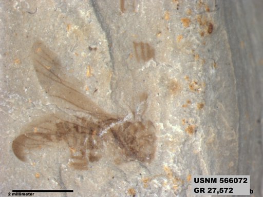 Genus sp