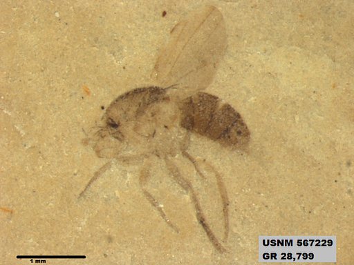 Insecta