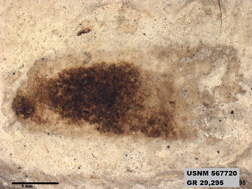 Insecta