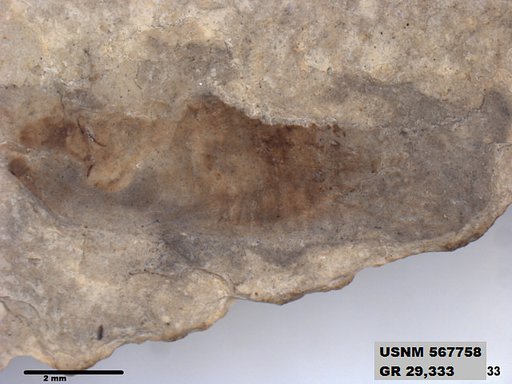 Insecta