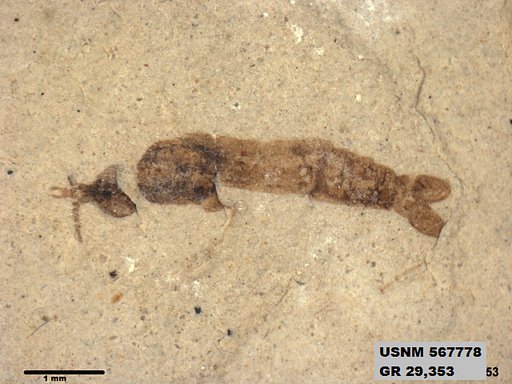 Genus sp