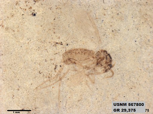 Insecta