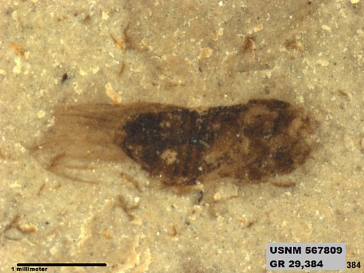 Insecta