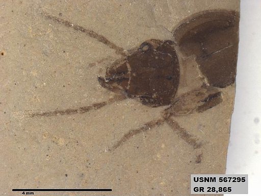 Insecta