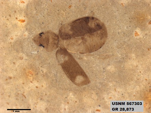 Insecta