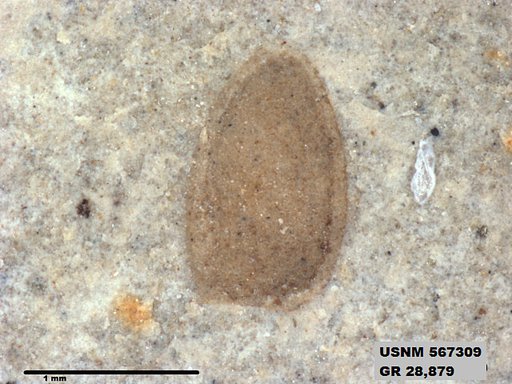 Insecta