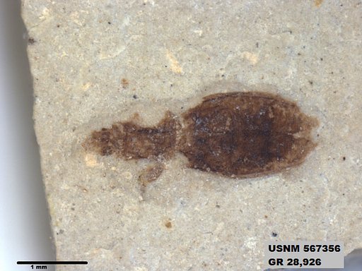 Insecta
