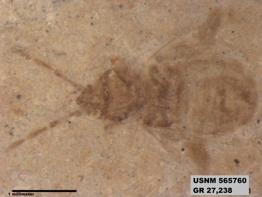 Genus sp