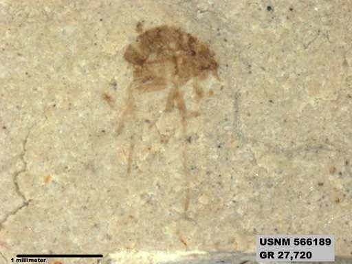 Insecta