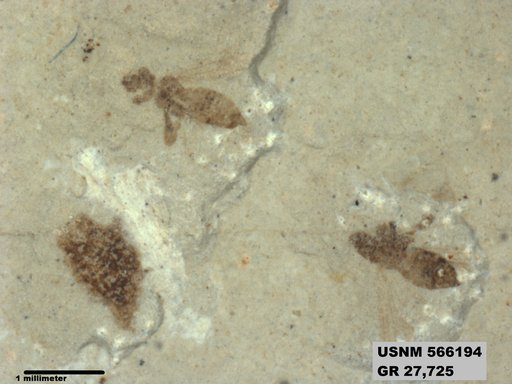 Insecta