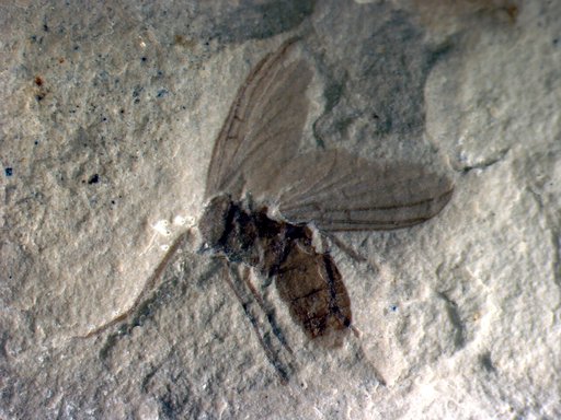 Insecta