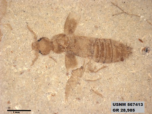 Genus sp