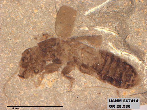 Genus sp