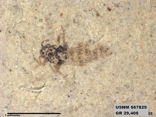 Insecta
