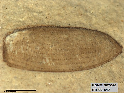 Insecta