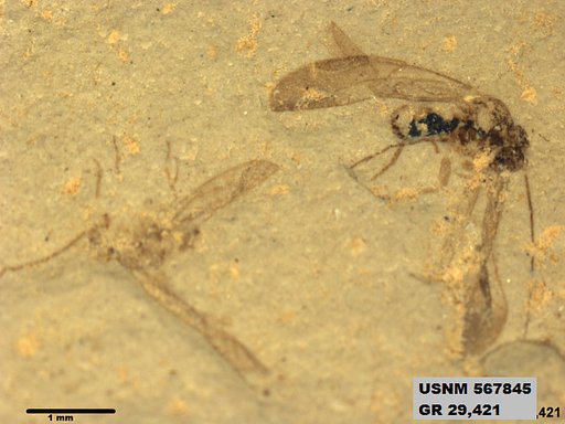 Insecta