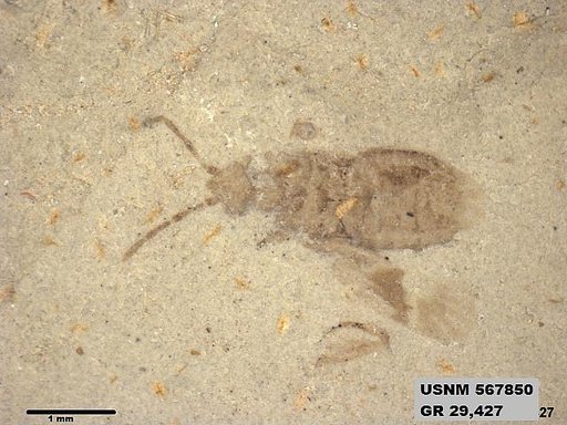 Genus sp