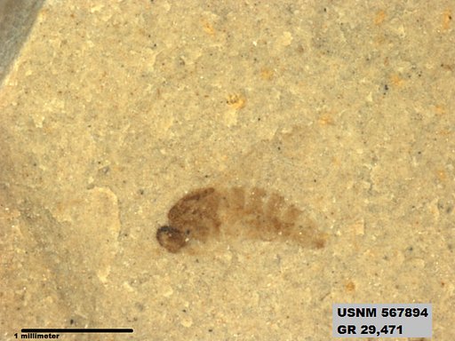 Insecta