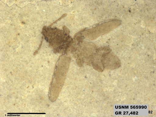 Insecta