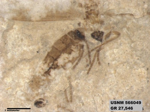 Genus sp