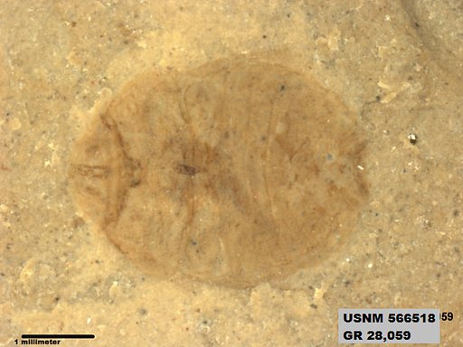 Insecta