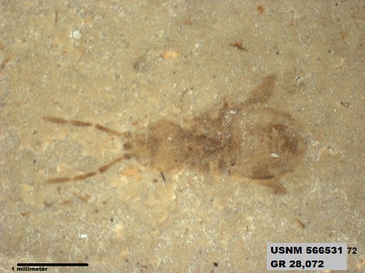 Genus sp