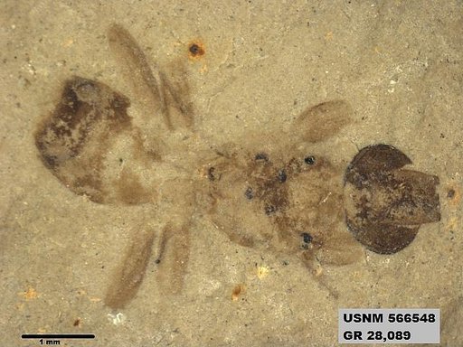 Insecta