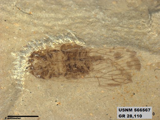 Genus sp