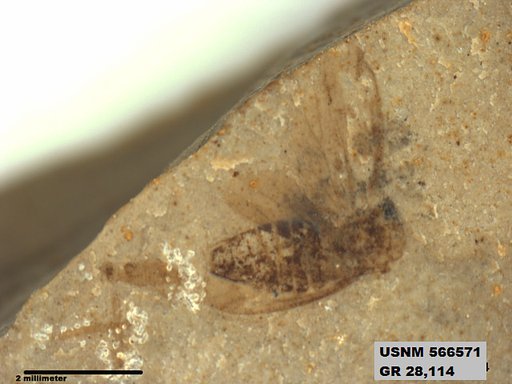 Genus sp
