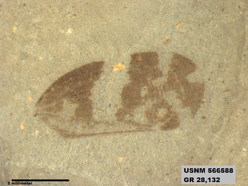 Genus sp
