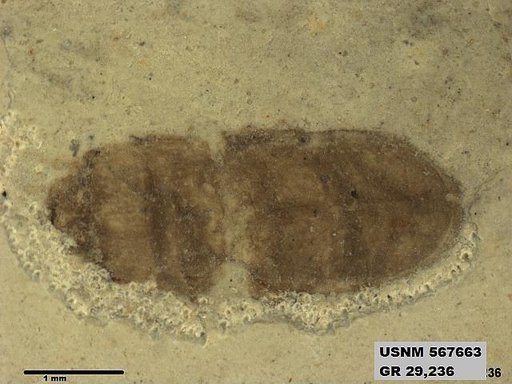 Insecta