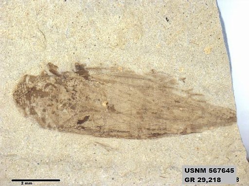 Genus sp