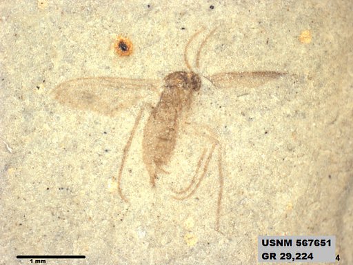 Insecta