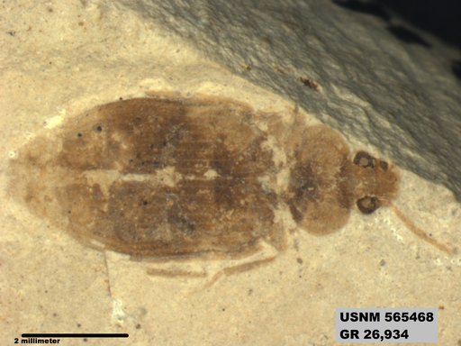 Insecta