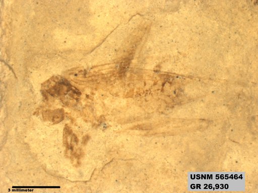 Genus sp