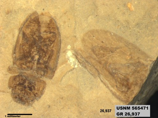 Pronemobius sp