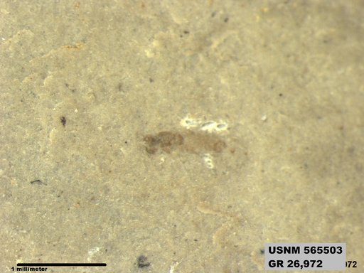 Genus sp