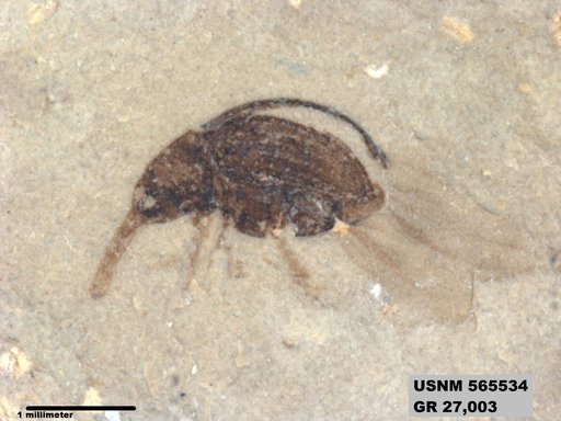 Insecta