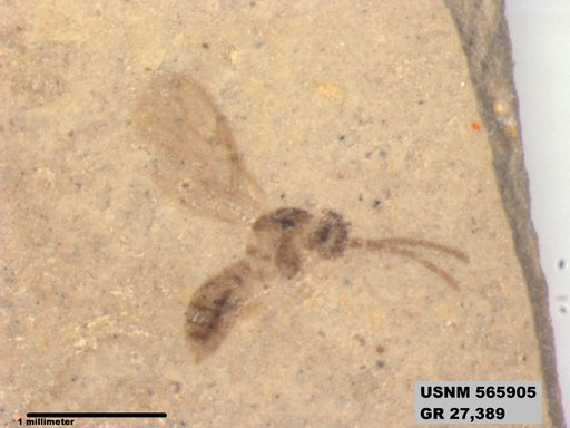 Insecta